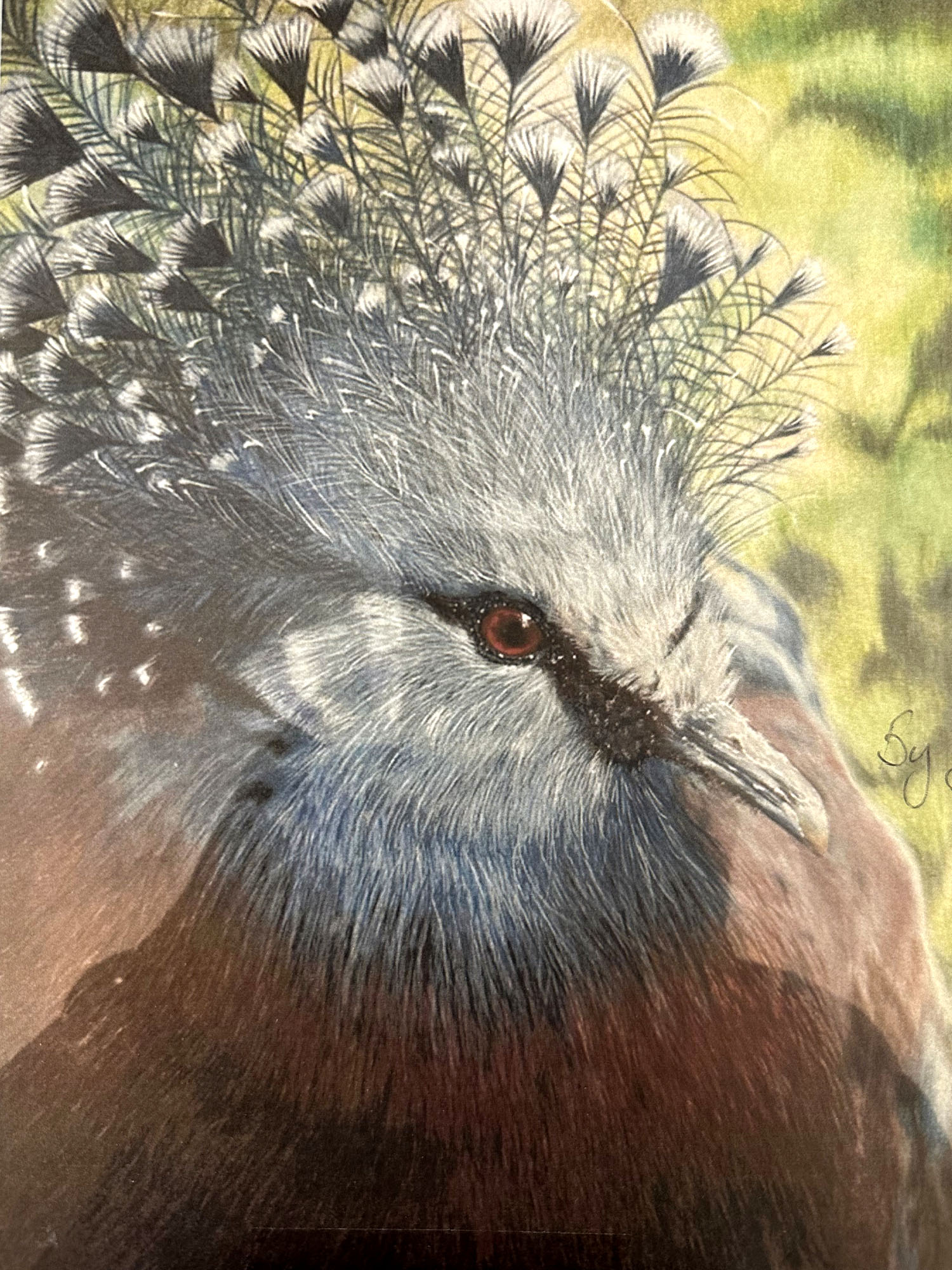 Artwork by Sean. A highly detailed drawing of a bird in coloured pencil. The bird's head is blue and white and has a red eye. The body is a dark red. The background is a grassy green. Click to view full image.