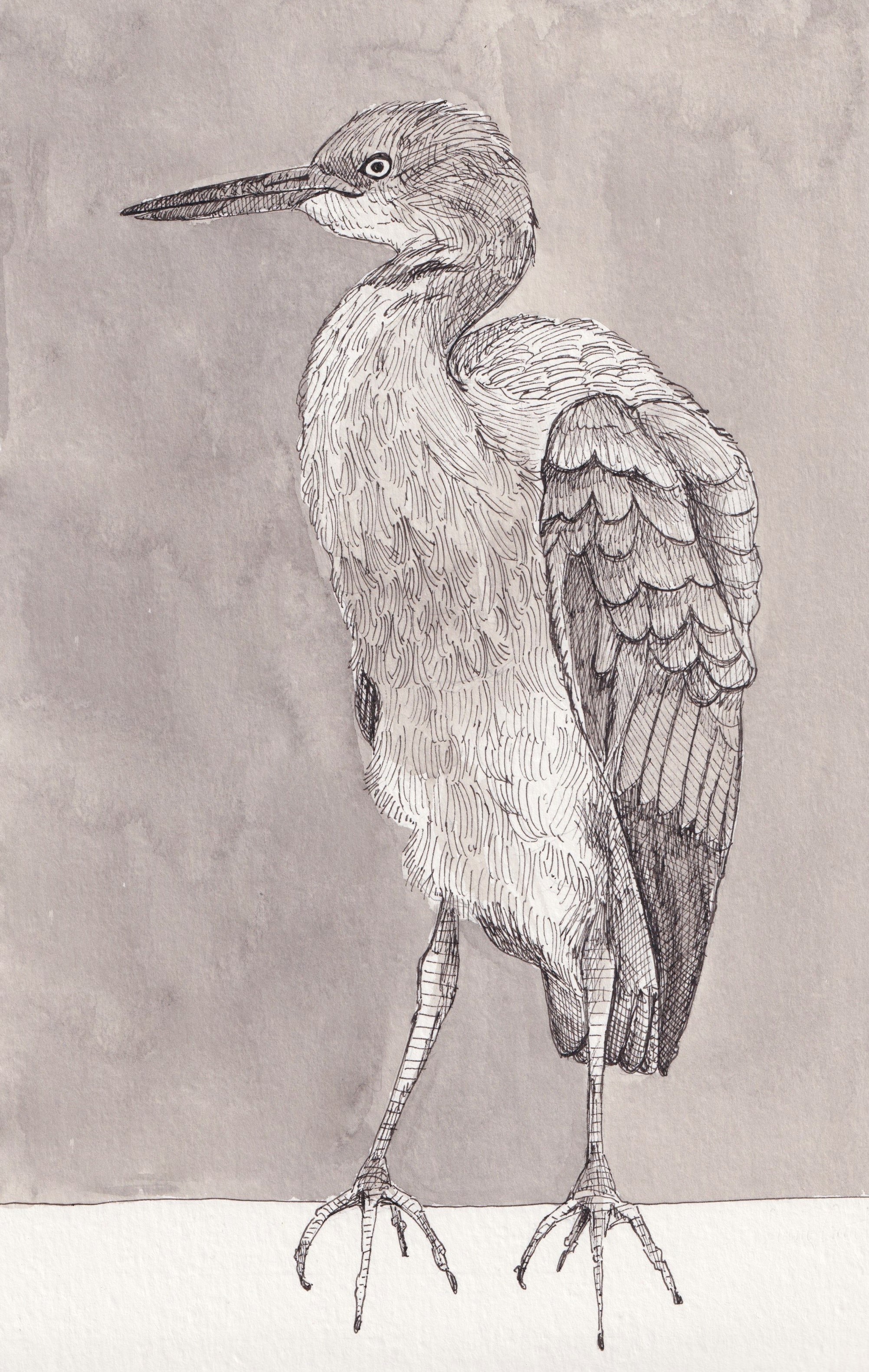 Artwork by Liam. A drawing of a white-faced heron bird in fineliner. The details are done with a cross hatching and small line work. Click to view full image.