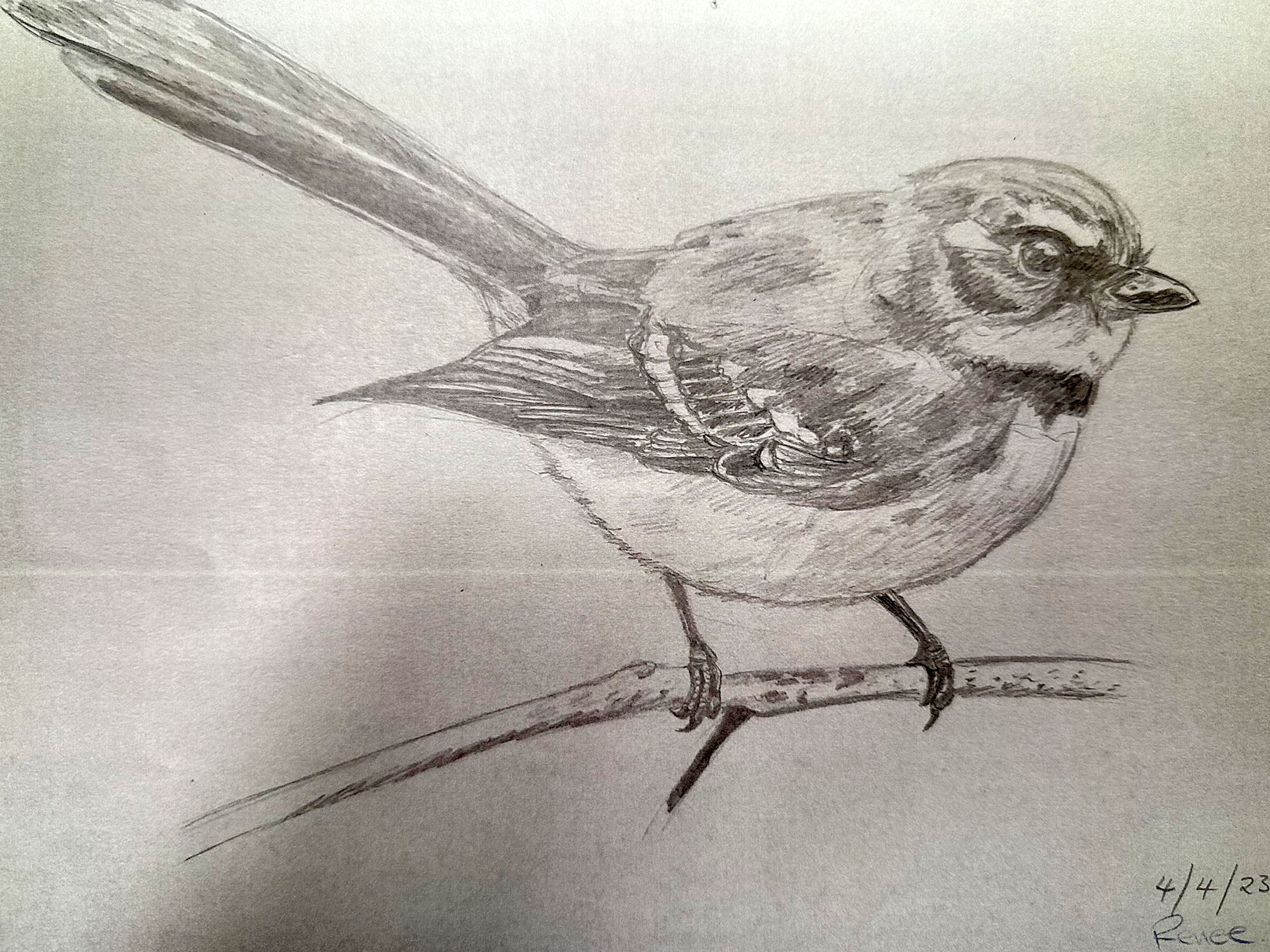 Artwork by Renee. A detailed drawing of a bird standing on a branch in pencil. Click to view full image.